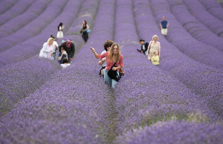 People walk at Hitchin Lavender farm in Ickleford, Britain. REUTERS/Peter Cziborra